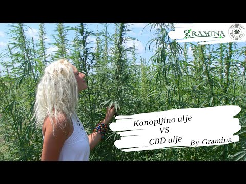 Konopljino ulje VS CBD ulje - Razlika između konopljinog ulja i CBD ulja, prednosti ulja