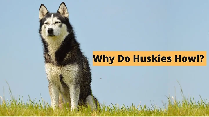 Five Causes of Husky Howling - The Secret Language of Huskies - DayDayNews