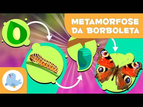🦋 BUTTERFLY METAMORPHOSIS for kids 🌿 🔄 Egg → Caterpillar → Chrysalis → Butterfly