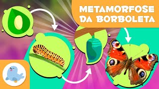 Metamorfose Da Borboleta Para Crianças Ovo Lagarta Crisálida Borboleta