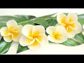 Gumpaste Plumeria / Frangipanis Tropical Flower Tutorial Mp3 Song
