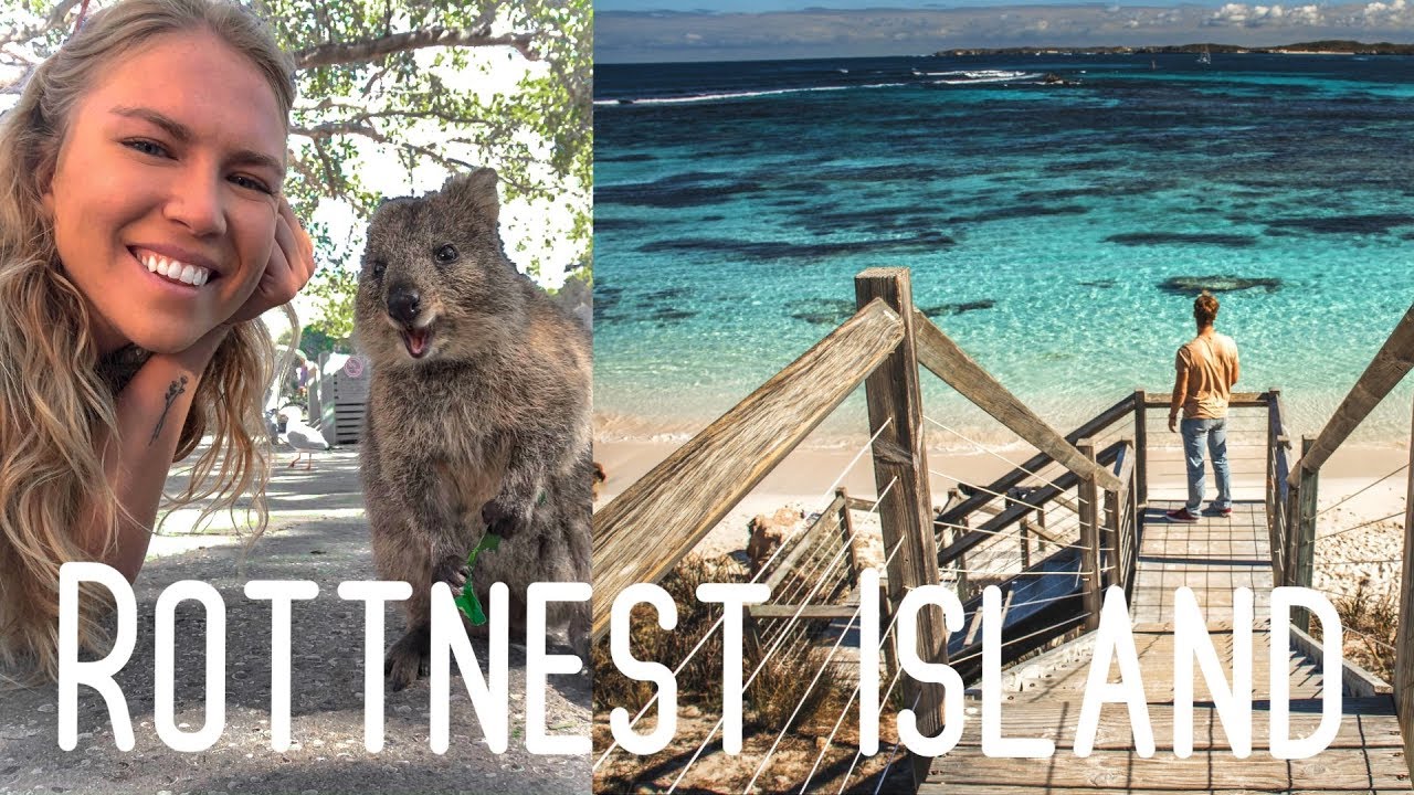 Rottnest Island Quokkas(Your guide to Australias hidd