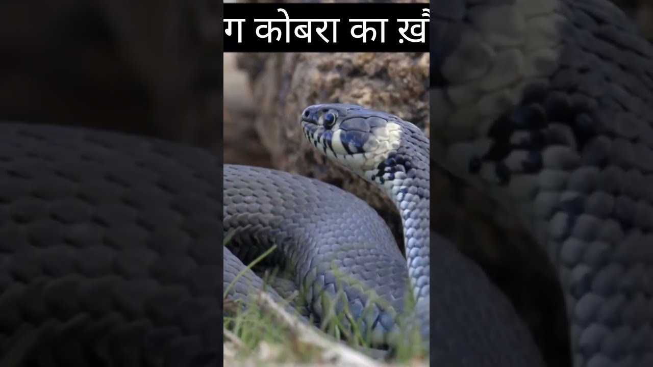 दुनिया का सबसे खतरनाक सांप किंग कोबरा | king cobra | Animal Planet | Snake