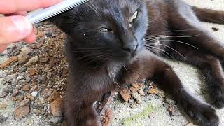 島の野良猫、初めて見る「ねこじゃすり」に興味津々