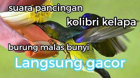 SUARA BURUNG KOLIBRI KELAPA / MANGGAR DI ALAM LIAR