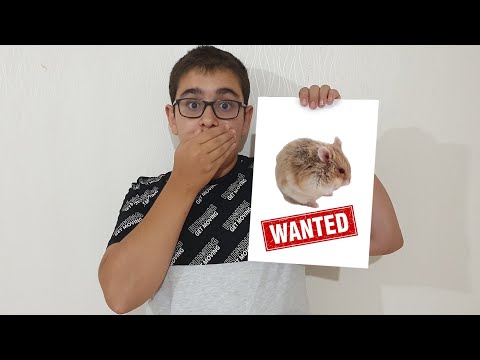 Hamster Kayboldu. Lost Hamster Fun Kids Video