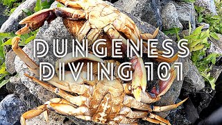 How to Dive For Dungeness Crab in British Columbia #shorts