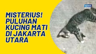 KUCING MATI MISTERIUS DI JAKARTA UTARA DIAWALI KEJANG-KEJANG