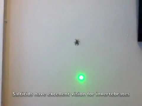 laser spider youtube