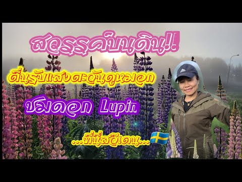 วีดีโอ: ลูปิน - การปลูกและดูแลดอกไม้ที่เรียบง่ายแต่สวยงาม