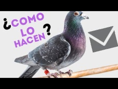 Video: ¿Realmente las palomas entregaban mensajes?