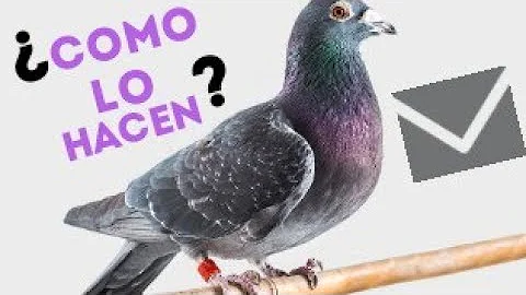 ¿Cómo se llaman las palomas mensajeras?