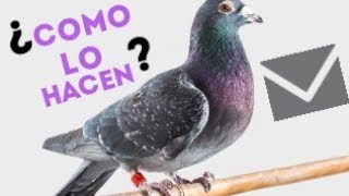 Versión 1 del video