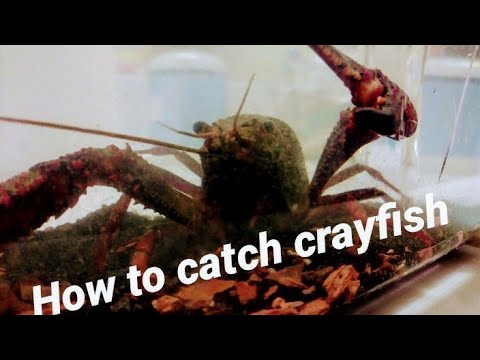 crayfish