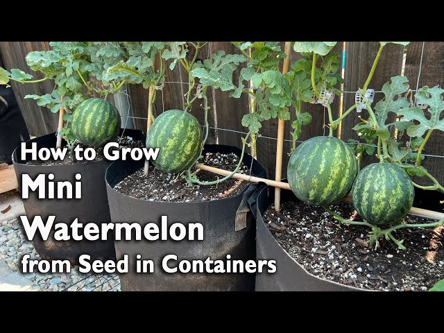 How to Grow Watermelon from Seed in Containers | Easy Planting Guide class=