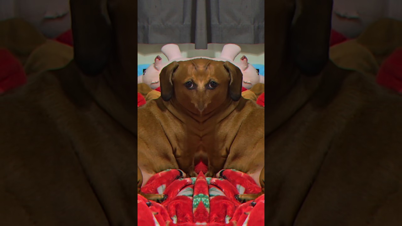 Walter the Weiner | Dachshund #shorts #dog #dogs #short #shortvideo #fyp #youtube #metal #cat #fyp