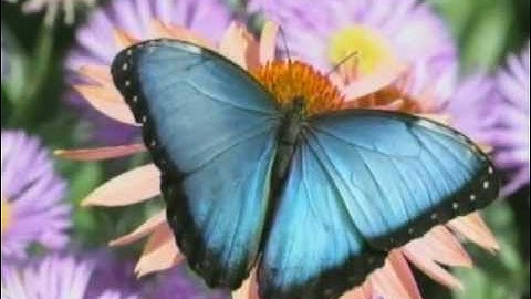 Butterfly Aerodynamics