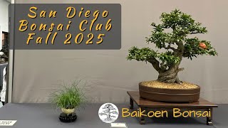 картинка: Осенняя выставка клуба бонсай Сан-Диего 2025 | Выставка бонсай