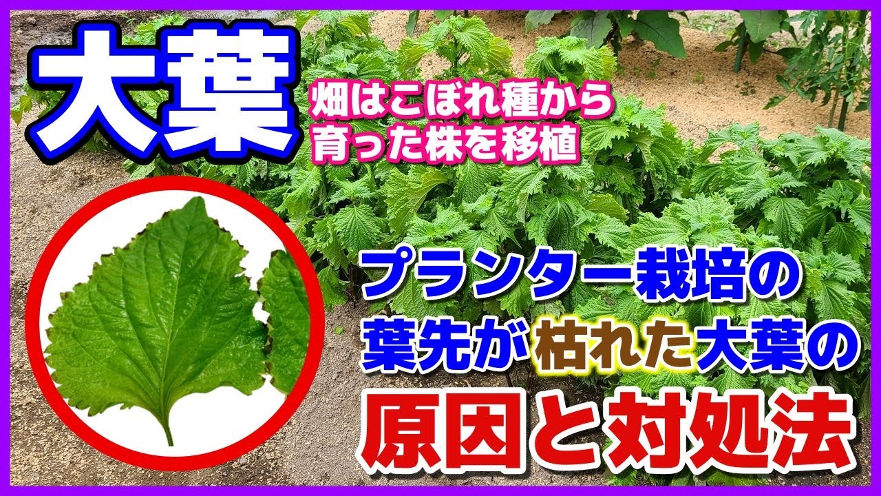 プランター栽培の葉先が枯れた大葉の原因と対処法 畑はこぼれ種から育った大葉を移植栽培 青じそ 青紫蘇 シソ 大葉の育て方 Youtube