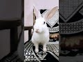 Intelligent rabbit 