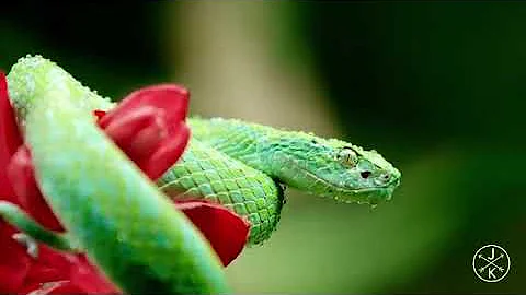 COSTA RICA IN 4K 60fps HDR (ultra HD)