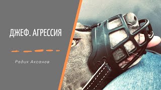 Прием собаки на воспитание. Джеф. Агрессия | Радик Аксанов