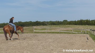 Colie Wood - working the mechanical cow - ValleyViewRanch.net
