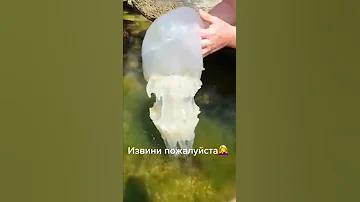 ¿Qué le ocurre a una medusa cuando muere?