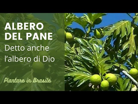 Video: L'albero Del Pane - Artocarpus Altilis