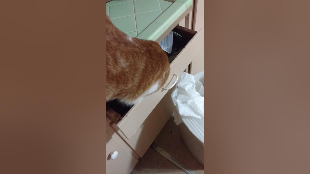 Cat temper tantrum after being told No on cat treats! YouTube