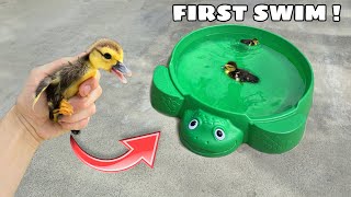 RESCUED BABY DUCK LEARNS HOW TO SWIM ! WHAT HAPPENS ?!