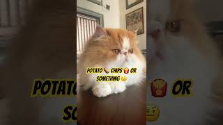 It’s looks like I’m fat #fatcat #fatcatbeats #fatcatvideosfunny #fatcatcaravan