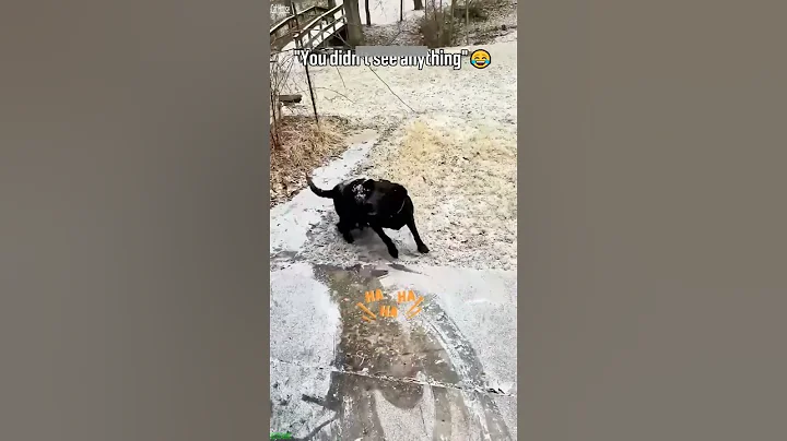 Video 11796241: kitten meowing, funny cat reaction, cathouse