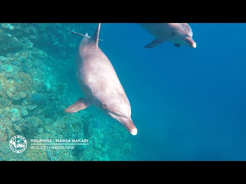 Video: Bottlenose-delfiin Adopteerib Vaalavasika