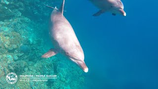 Bottlenose Dolphins | Marsa Nakari | 27.02.2020