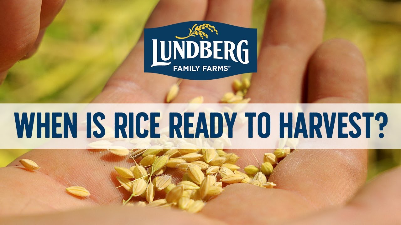 When Is Rice Ready To Harvest? YouTube