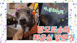 탈모 강아지(?) 로슈에게 처방전을 주세요! / 성수 반려견동반 / 이탈리안그레이하운드 로슈의 일상 vlog 08 / Italinagreyhound