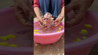 Greatful Mom Provide Very Warm bathing For ChavChav