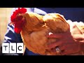 Housewife Turns Her "American Dream" Home Into A Farm To Save On Milk And Eggs | Extreme Cheapskates