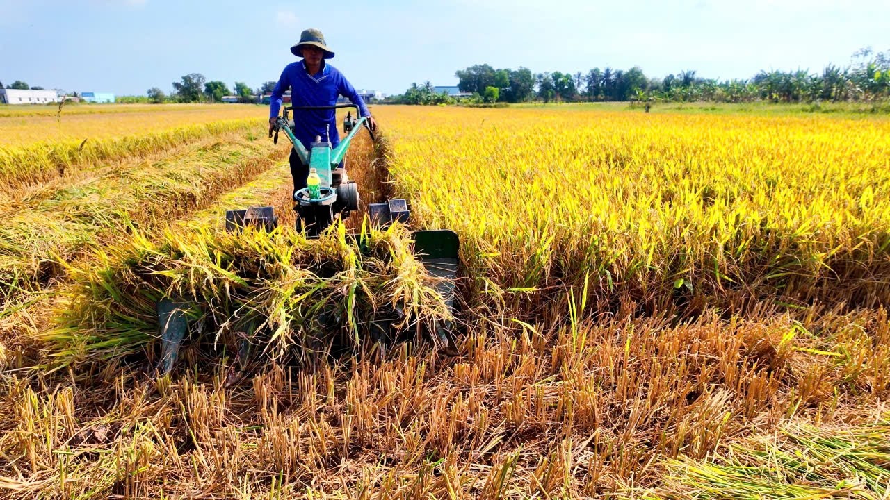 The amazing mini rice harvester is in operation - Efficient farming technology.