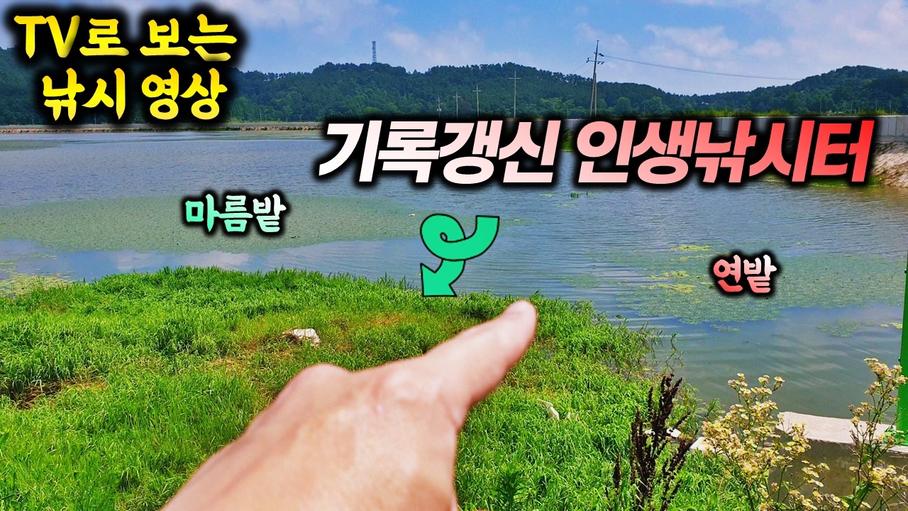 달빛소류지처럼 낚시하고 싶어서 한걸음에 달려간 마름과 연밭 붕어낚시 기록갱신 | 충남 무료낚시터에서 행복힐링낚시 (thank you 마스터우)