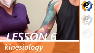 Lesson 6: Muscles of elbow and radioulnar joint movement