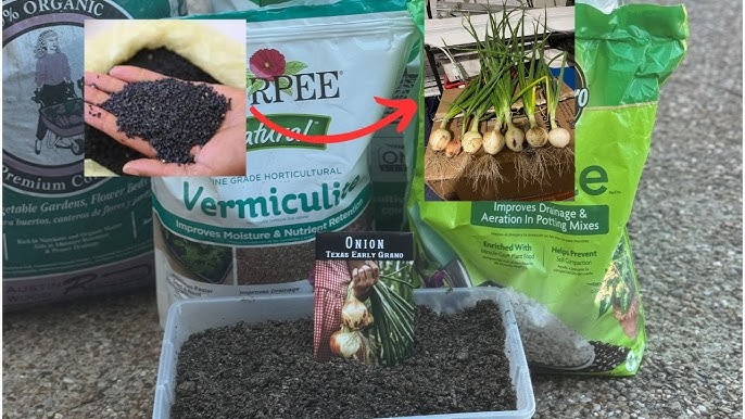 Comment semer des graines de plantes grasses et succulentes 