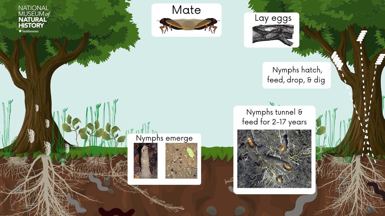 Billions of Cicadas Emerge After 17 Years Underground