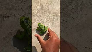 Boing catch frogs funny 🐸 #frog #animals #nature #timelapse