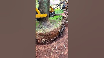 Bứng cả gốc cây cổ thụ trong 30 giây