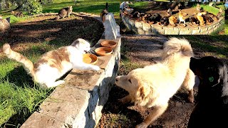 An uninvited guest joins hundreds of street cats while they are eating.
