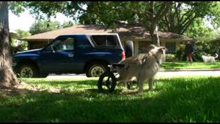 Rowdy's wheelchair walk 20110604