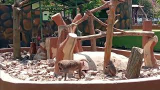 Tingkah Agresif Sekelompok Babon Di Kebun Binatang Surabaya