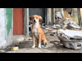 Providing aid for animals affected by Ecuador earthquake